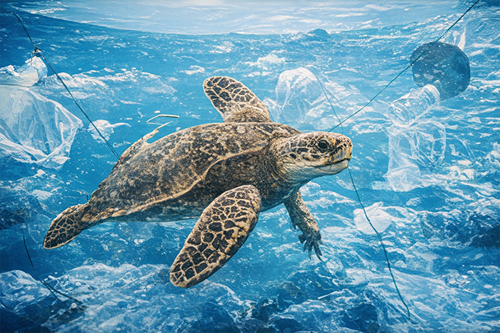 Coastal Restoration